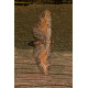 Tawny Speckled Pug Moth