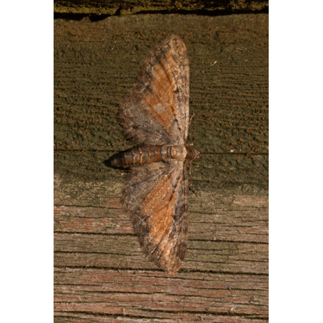 Tawny Speckled Pug Moth