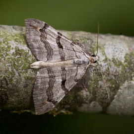 Treble Bar Moth
