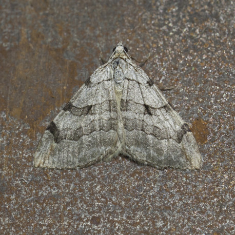 Treble Bar Moth 1