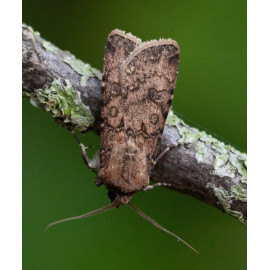 Turnip Moth