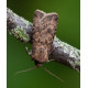 Turnip Moth