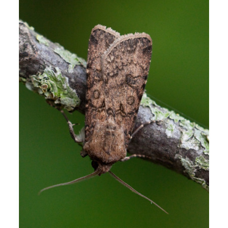 Turnip Moth