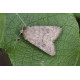 Uncertain Moth