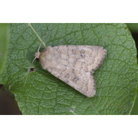 Uncertain Moth