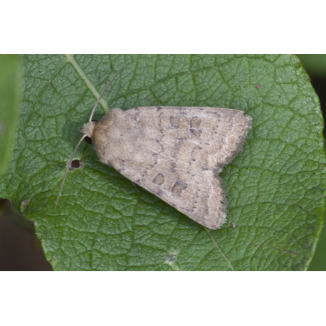 Uncertain Moth