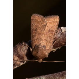 Uncertain Moth 1