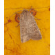 Vine rustic moth