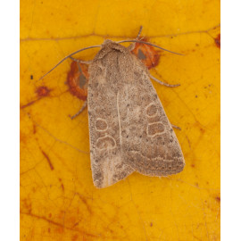 Vine rustic moth