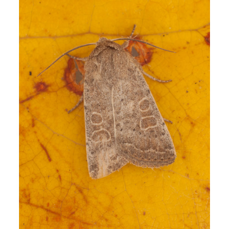 Vine rustic moth