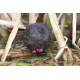 Watervole Strumpshaw