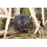 Watervole Strumpshaw 1