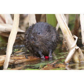 Watervole Strumpshaw 2