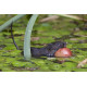 Watervole Strumpshaw 3