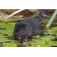 Watervole Strumpshaw 4