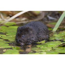Watervole Strumpshaw 4
