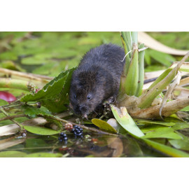 Watervole Strumpshaw 5