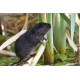 Watervole Strumpshaw 6