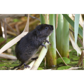 Watervole Strumpshaw 6