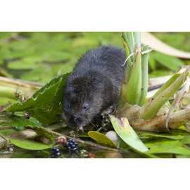 Watervole Strumpshaw 8