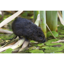 Watervole Strumpshaw 9