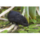 Watervole Strumpshaw 9