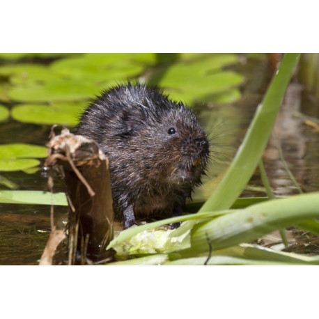 Watervole Strumpshaw 11