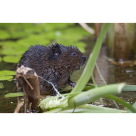Watervole Strumpshaw 12