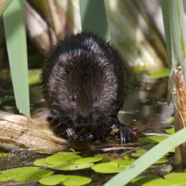Watervole Strumpshaw 13