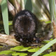 Watervole Strumpshaw 13