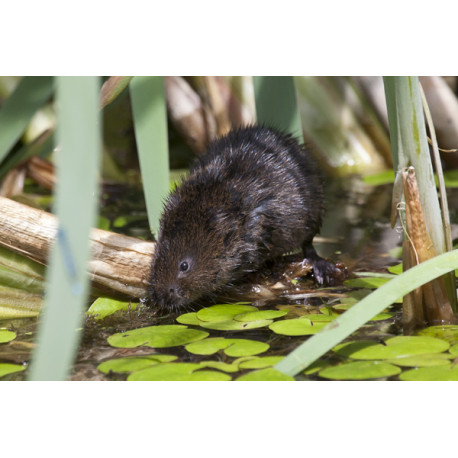 Watervole Strumpshaw 14