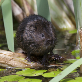 Watervole Strumpshaw 15
