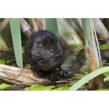 Watervole Strumpshaw 16