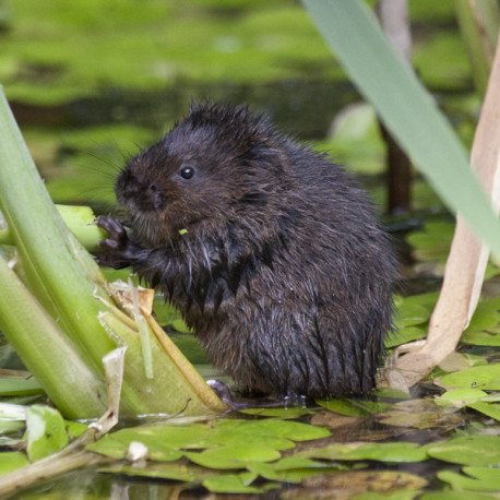 Watervole Strumpshaw 17