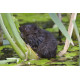 Watervole Strumpshaw 18