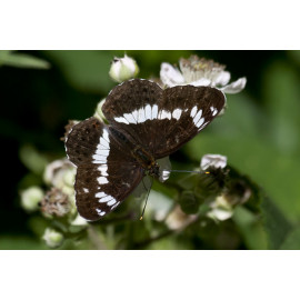 White Admiral