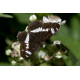 White Admiral