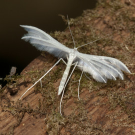 White Plume Moth