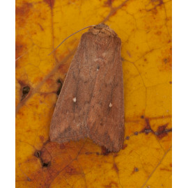 White Point Moth