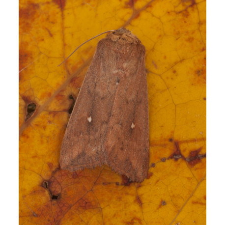 White Point Moth