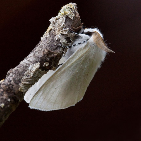 White Satin Moth