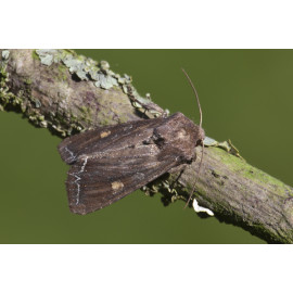 White Line Brown Eye Moth