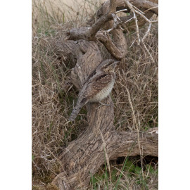 Wryneck Kessingland