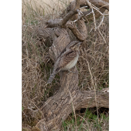 Wryneck Kessingland