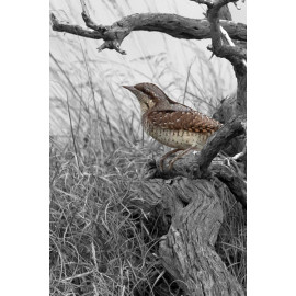 Wryneck Kessingland 1