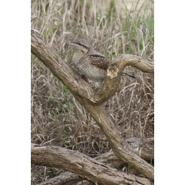 Wryneck Kessingland 2