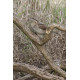 Wryneck Kessingland 2