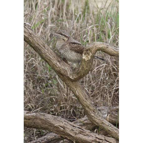 Wryneck Kessingland 2