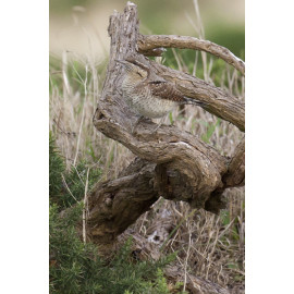 Wryneck Kessingland 3