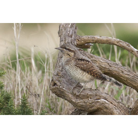 Wryneck Kessingland 4